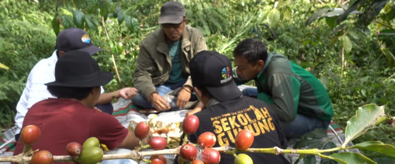 Farmers and crew sorting red and green coffee cherries on a table outdoors